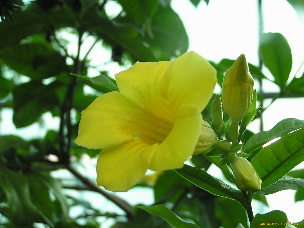 цветы, алламанда