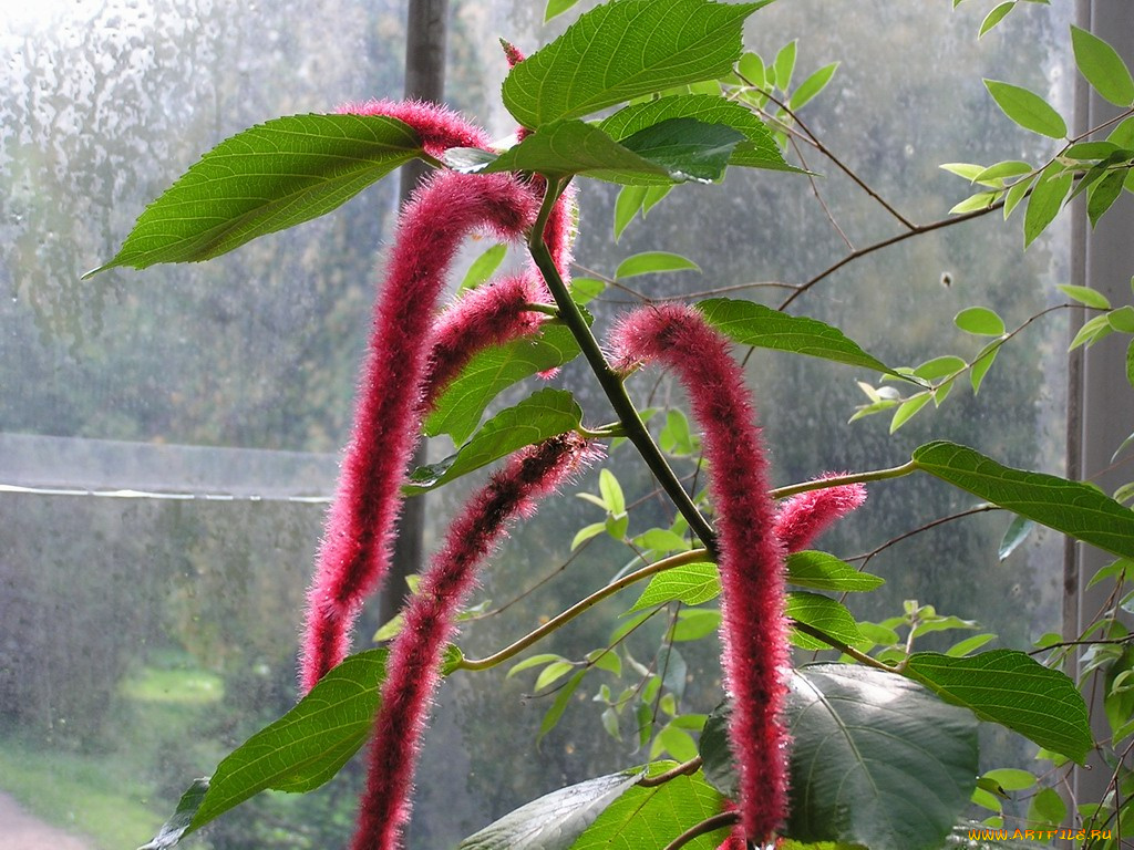 цветы, амаранты