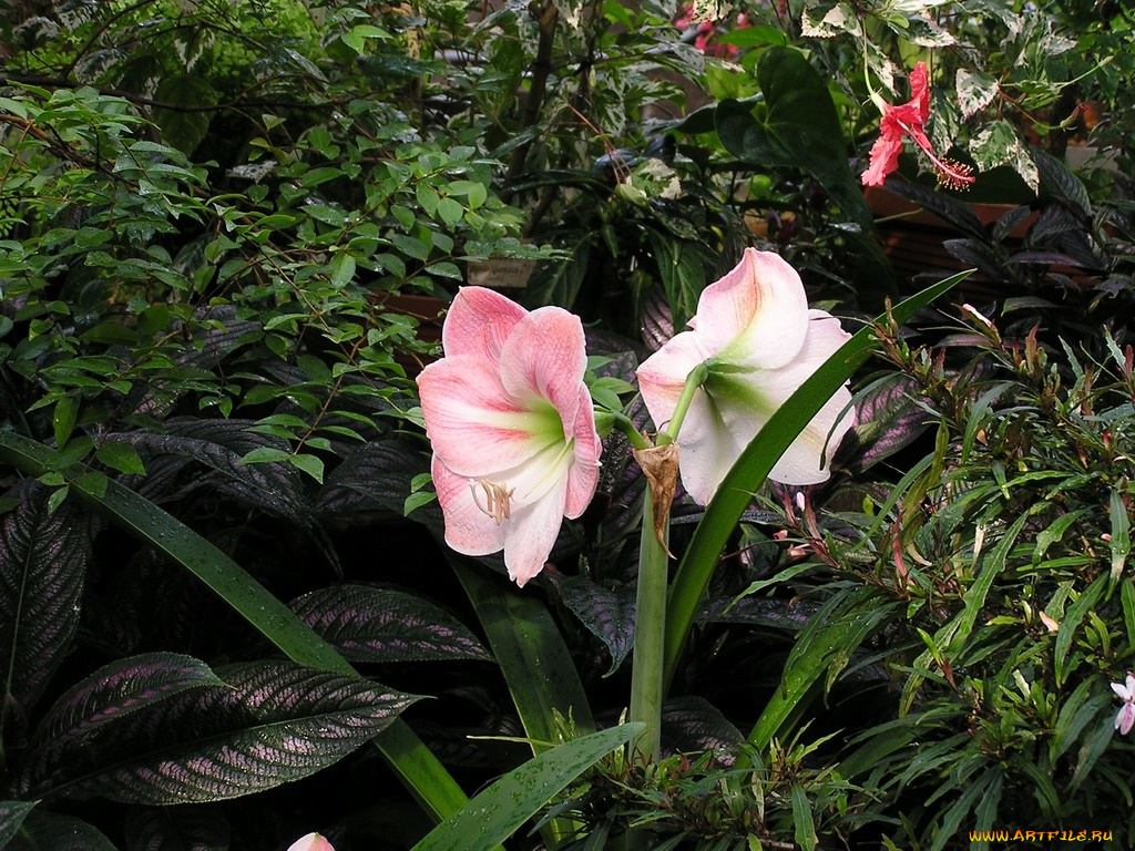 цветы, амариллисы, гиппеаструмы