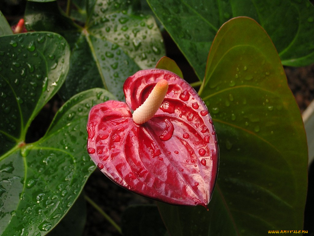 цветы, антуриум, цветок, фламинго