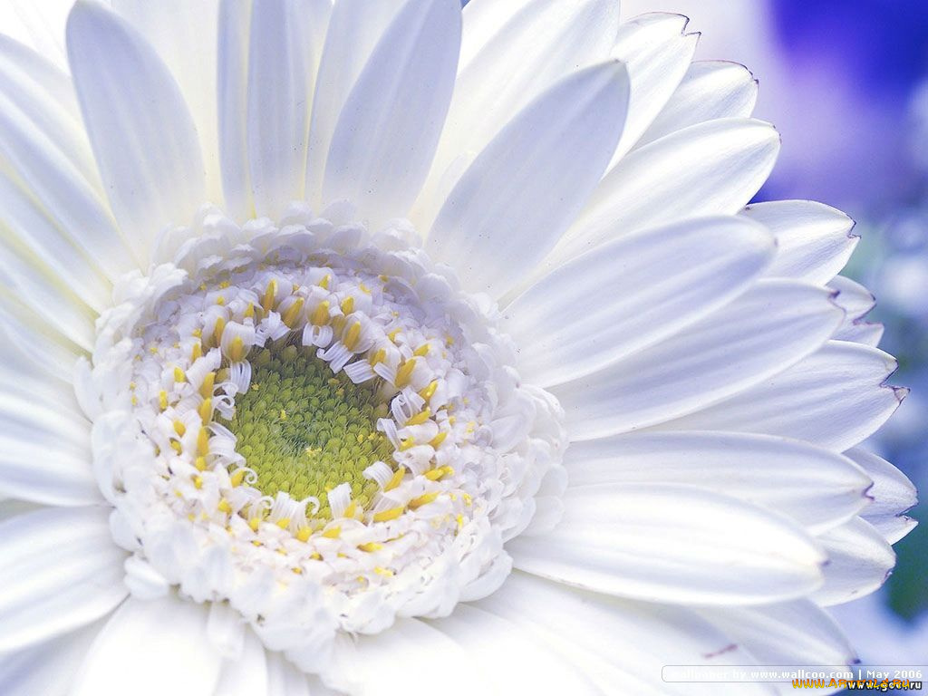 цветы, герберы