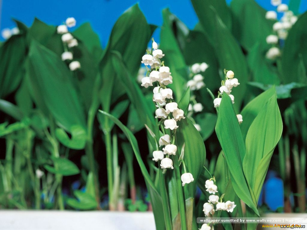 цветы, ландыши