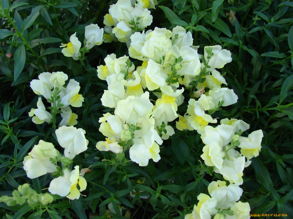 цветы, львиный, зев