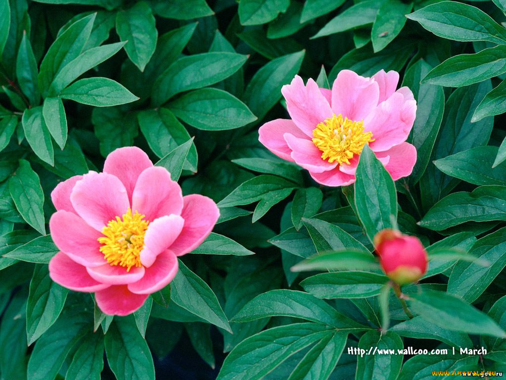 цветы, пионы