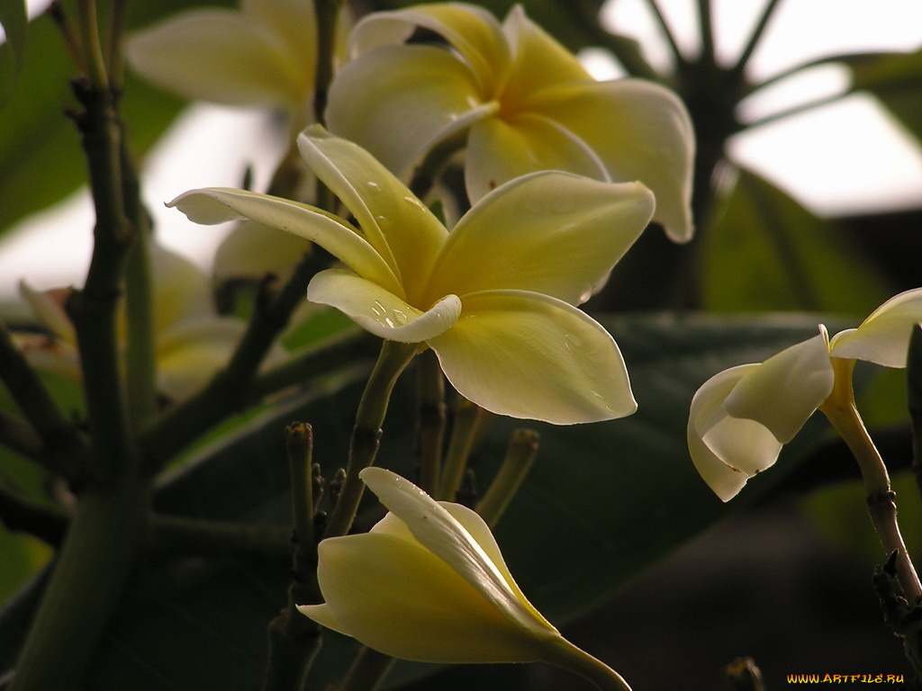 цветы, плюмерия