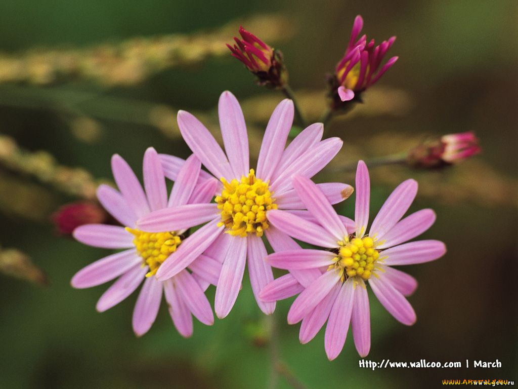 цветы, ромашки