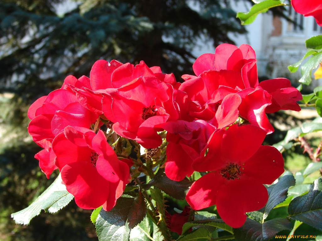 цветы, розы