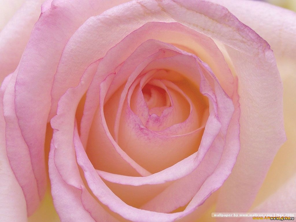 цветы, розы