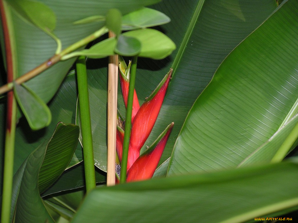 цветы, стрелиция, райская, птица