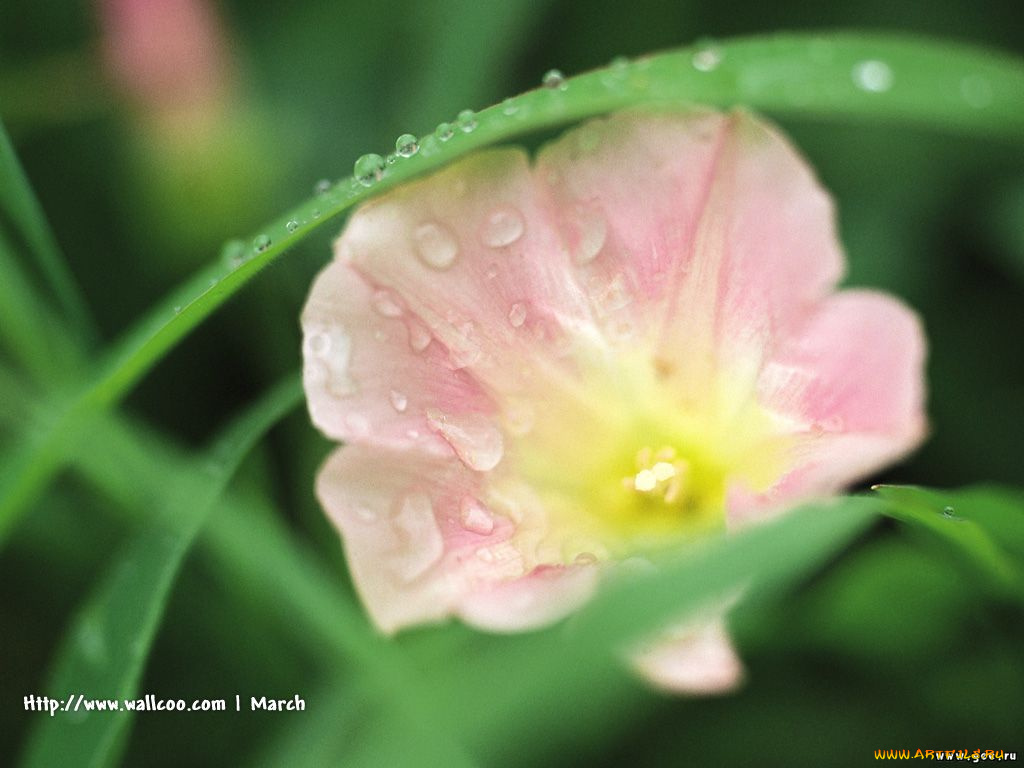 цветы, вьюнки, ипомеи