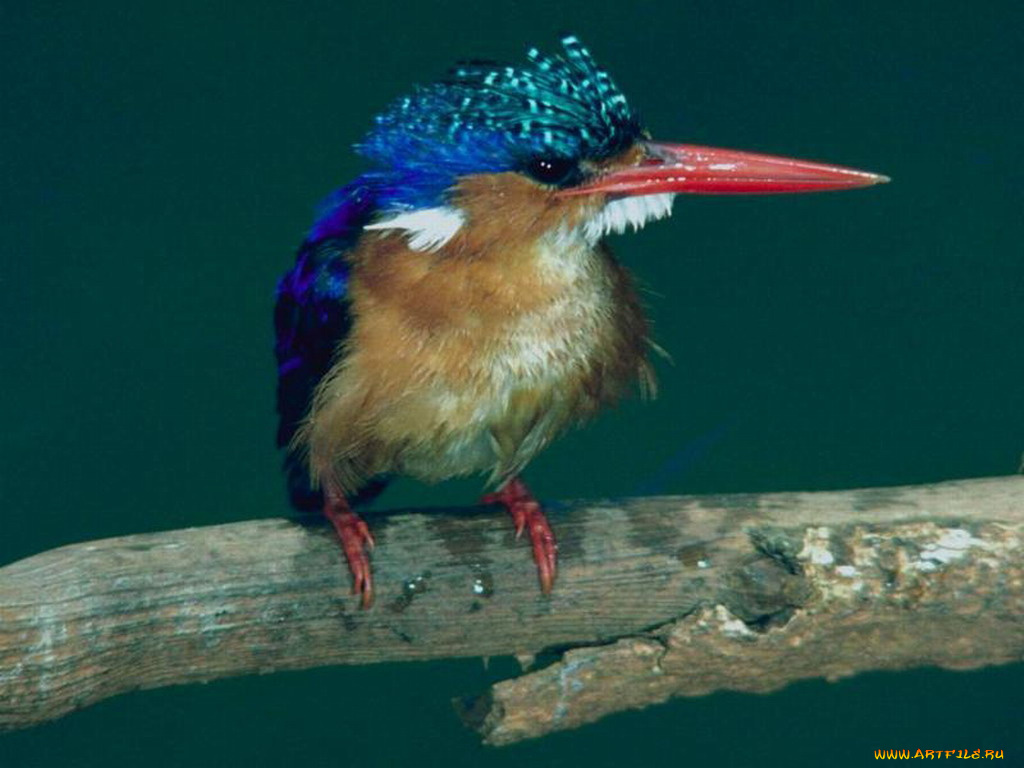 животные, зимородки