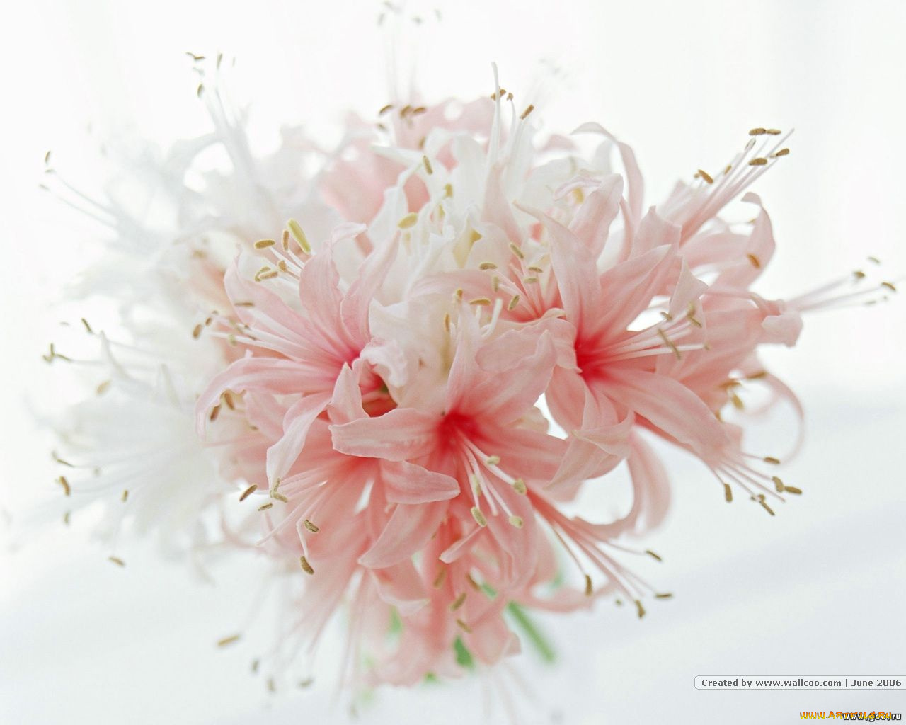 цветы, амариллисы, гиппеаструмы