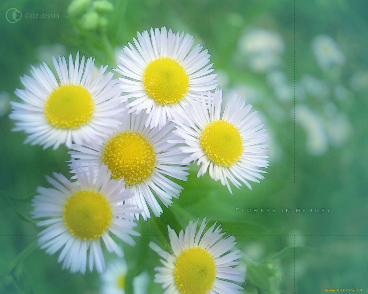 цветы, луговые, полевые