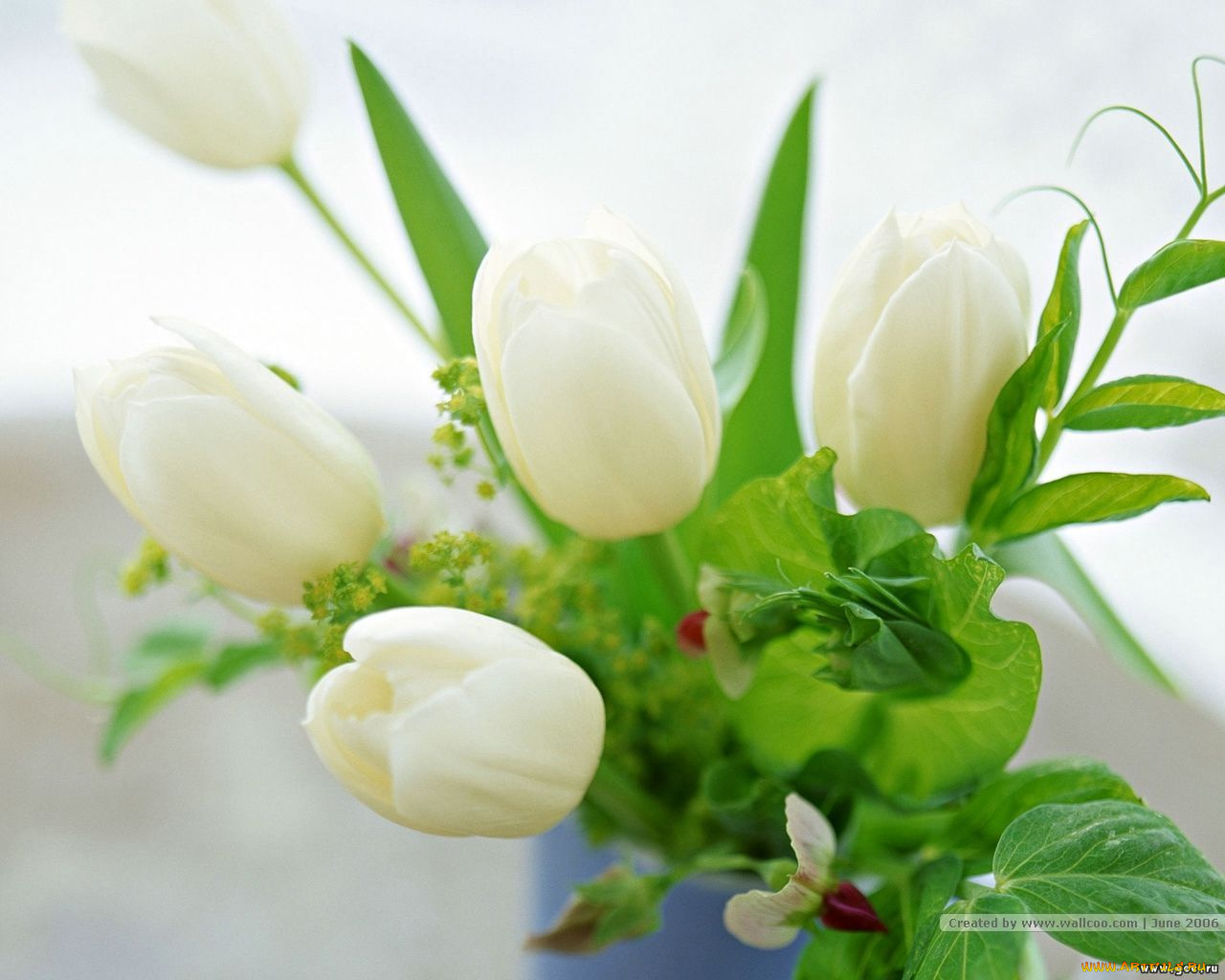 цветы, тюльпаны