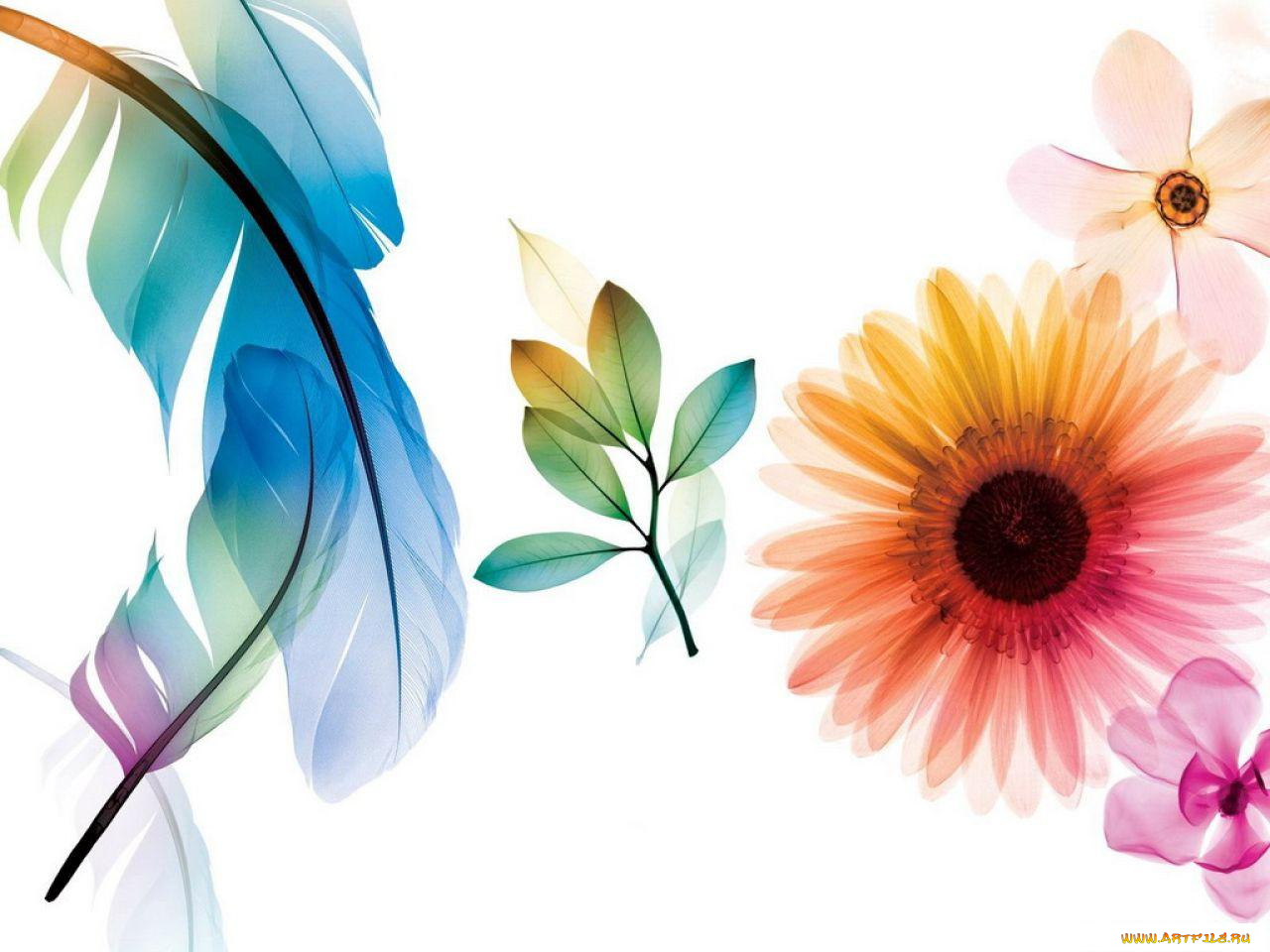 компьютеры, adobe