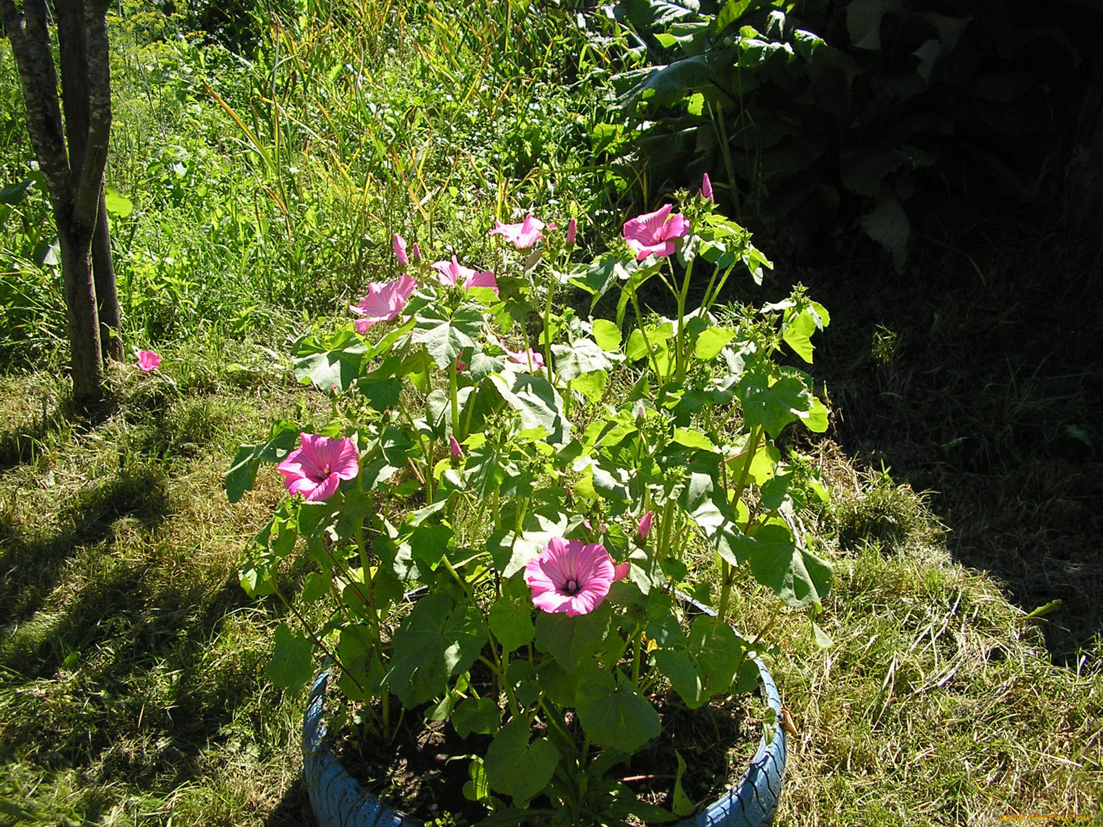 цветы, лаватера