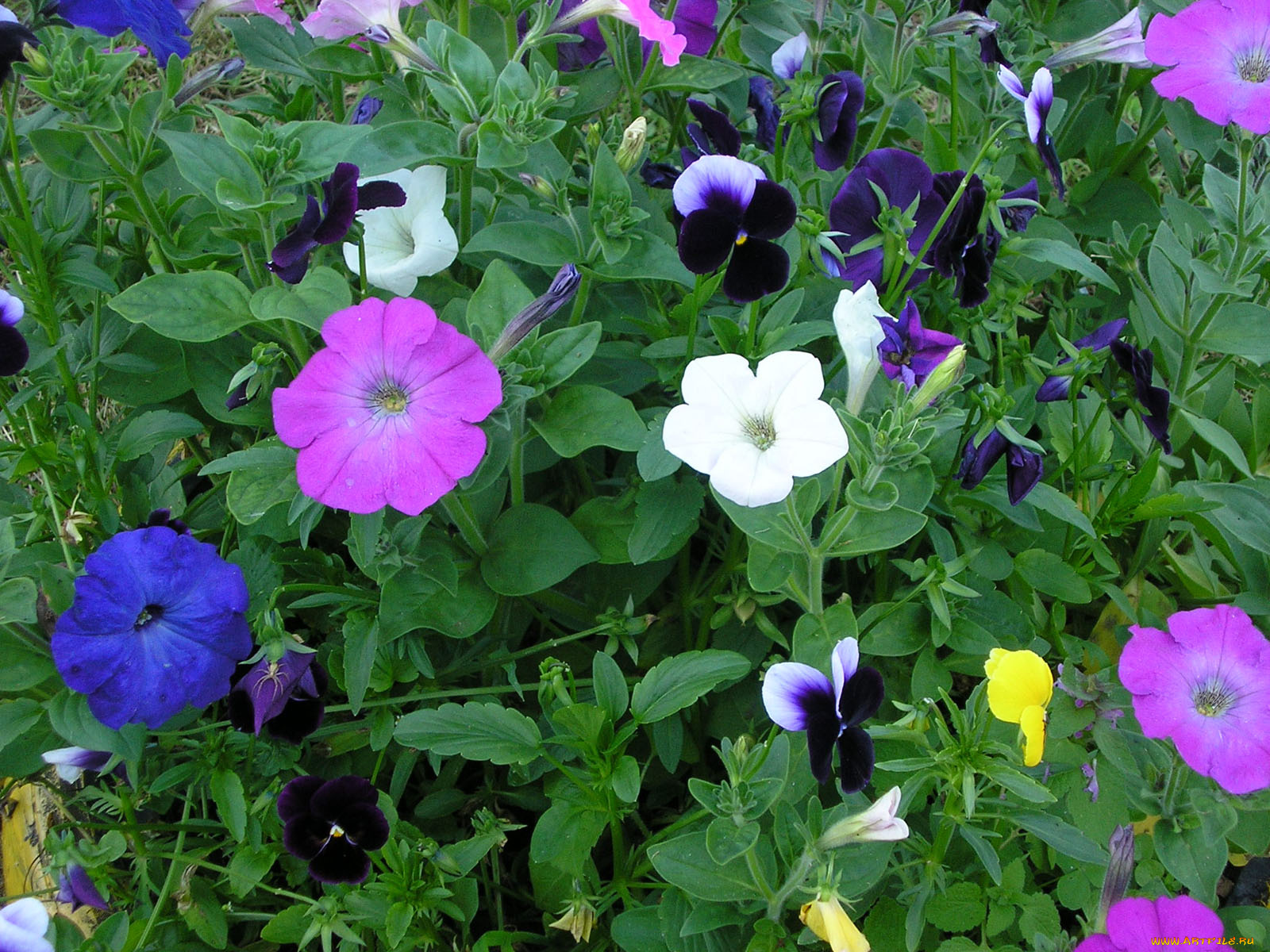 цветы, разные, вместе