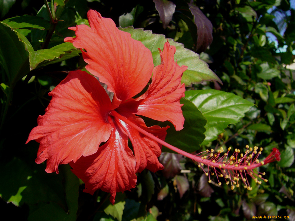 цветы, гибискусы