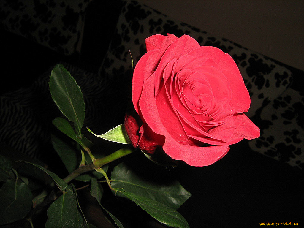 цветы, розы