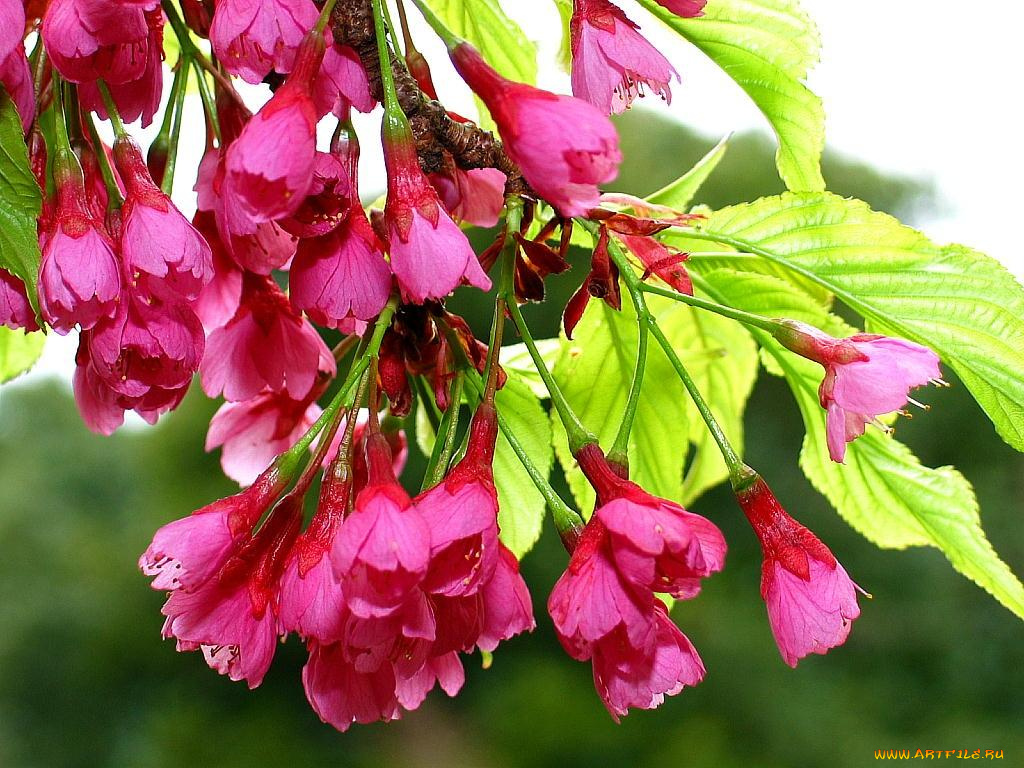 цветы, цветущие, деревья, кустарники