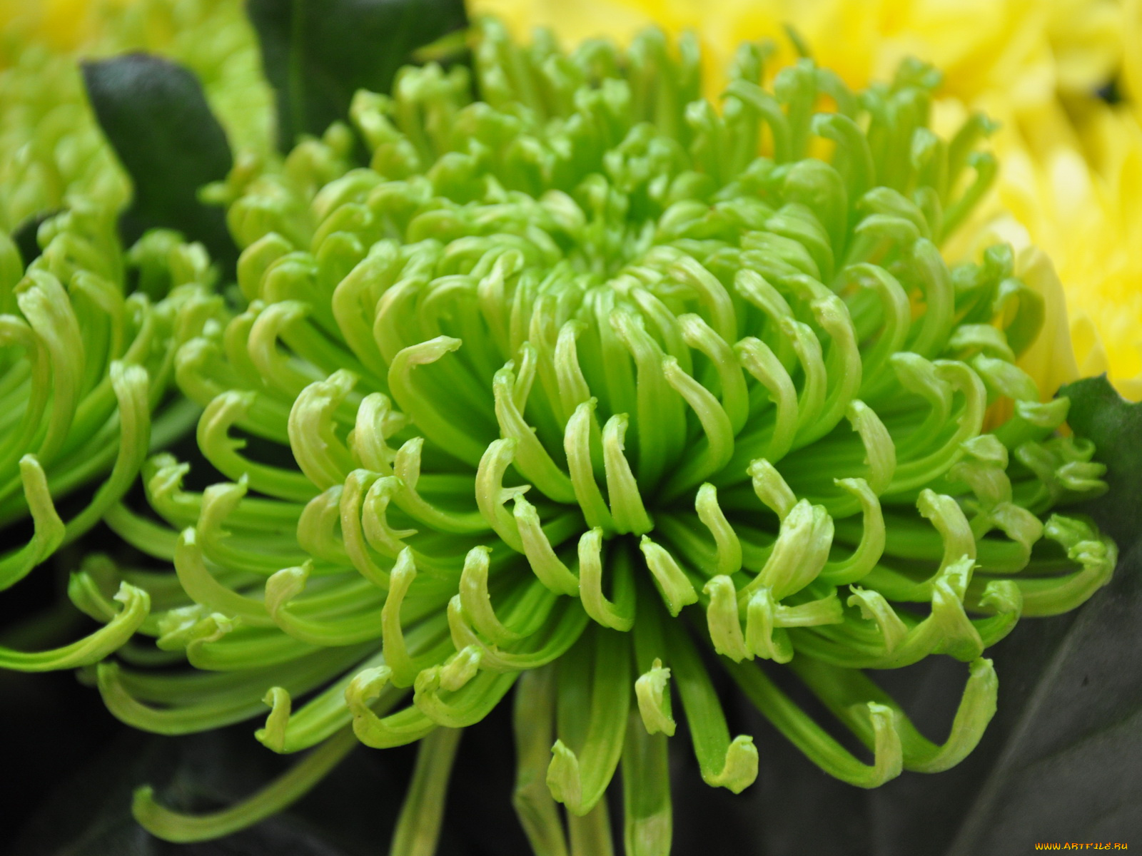 цветы, хризантемы