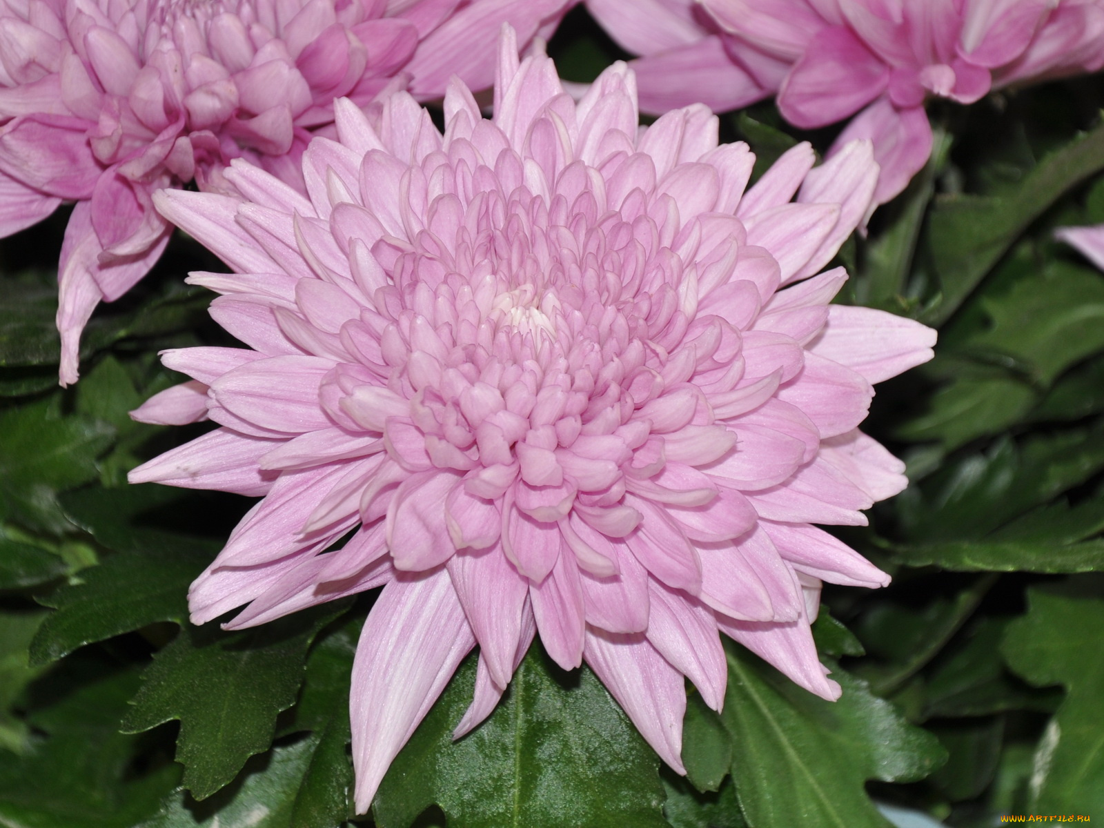 цветы, хризантемы