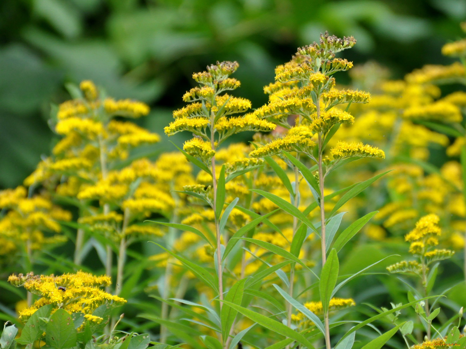 цветы, луговые, полевые