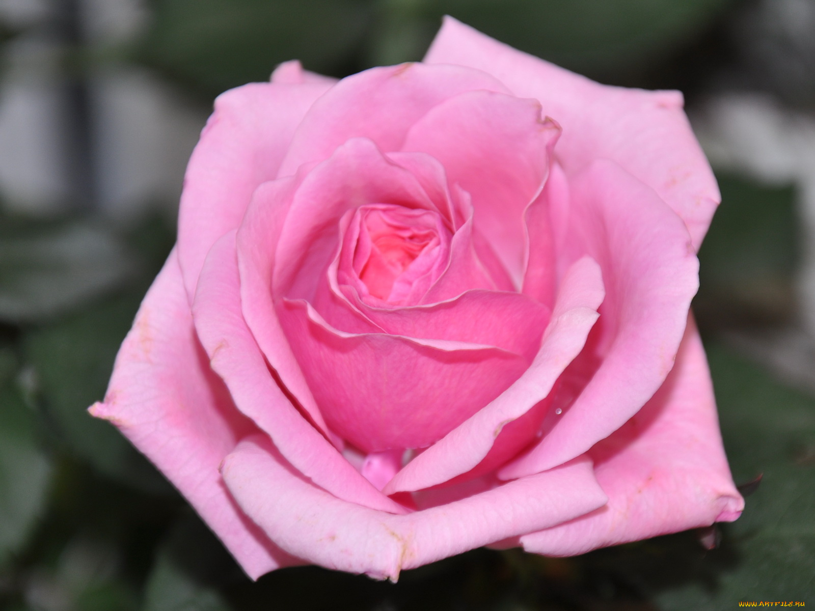 цветы, розы