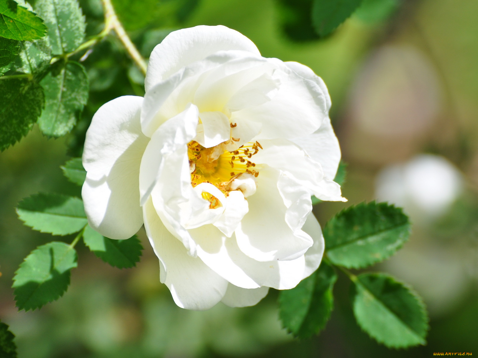 цветы, шиповник