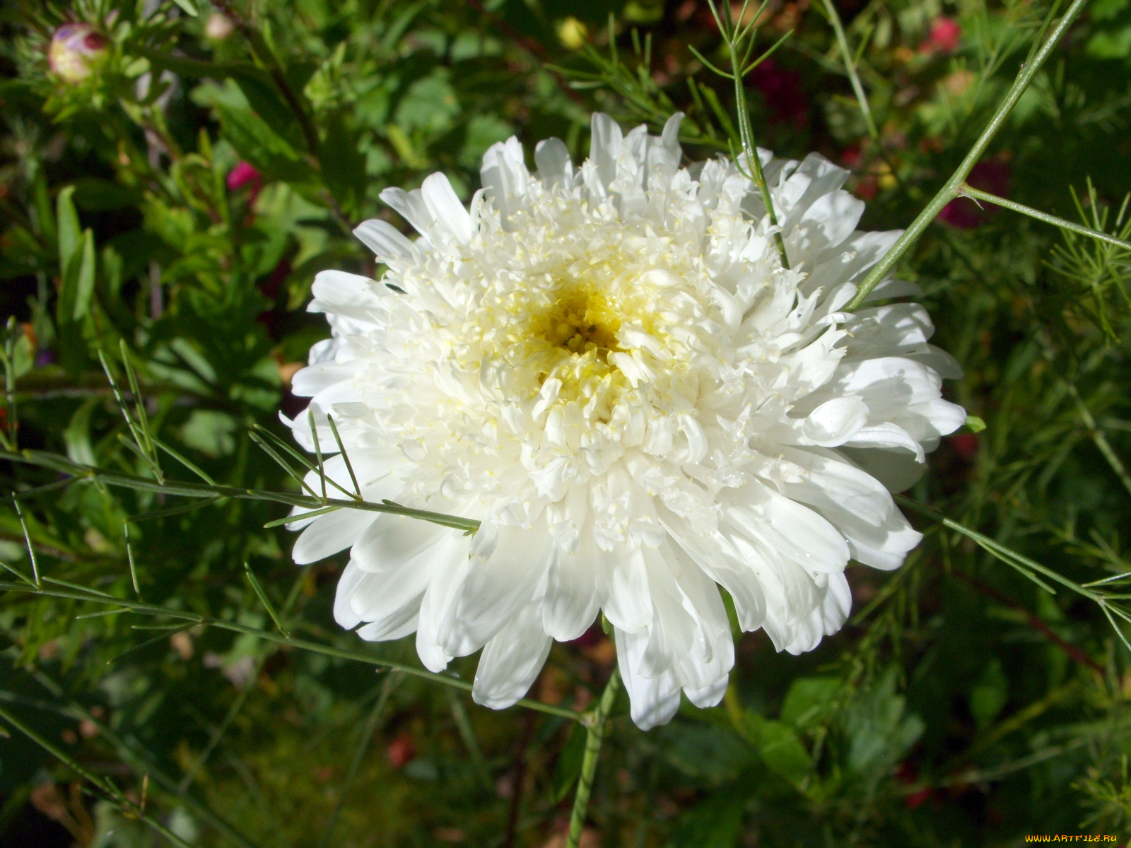 цветы, астры