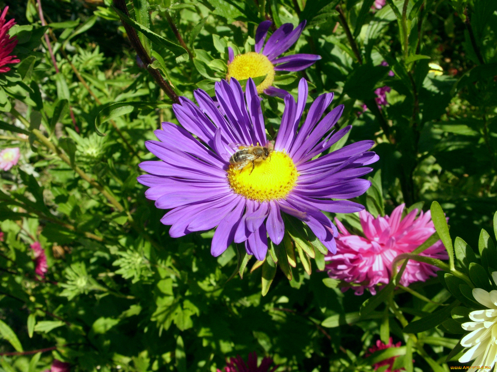 цветы, астры