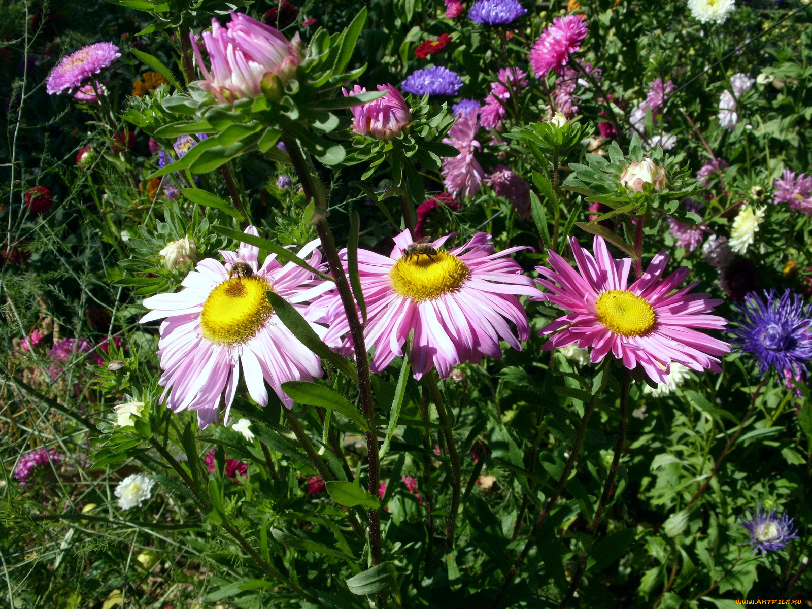 цветы, астры