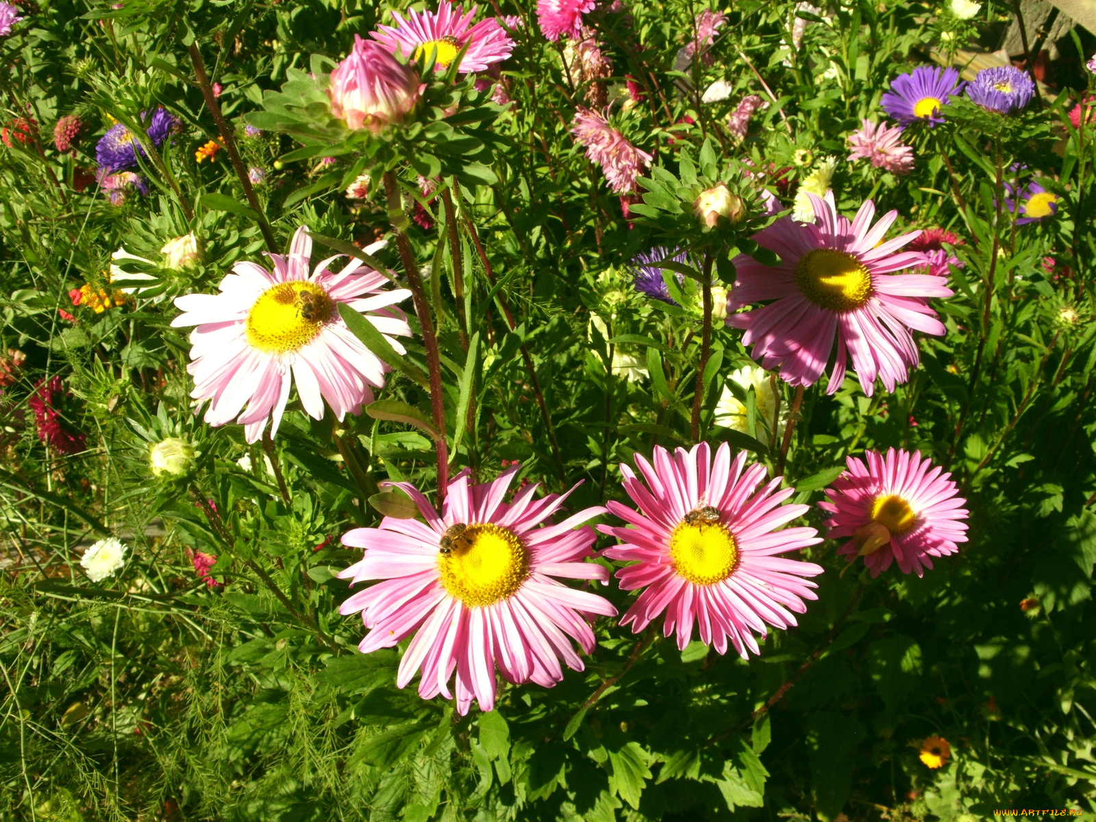 цветы, астры