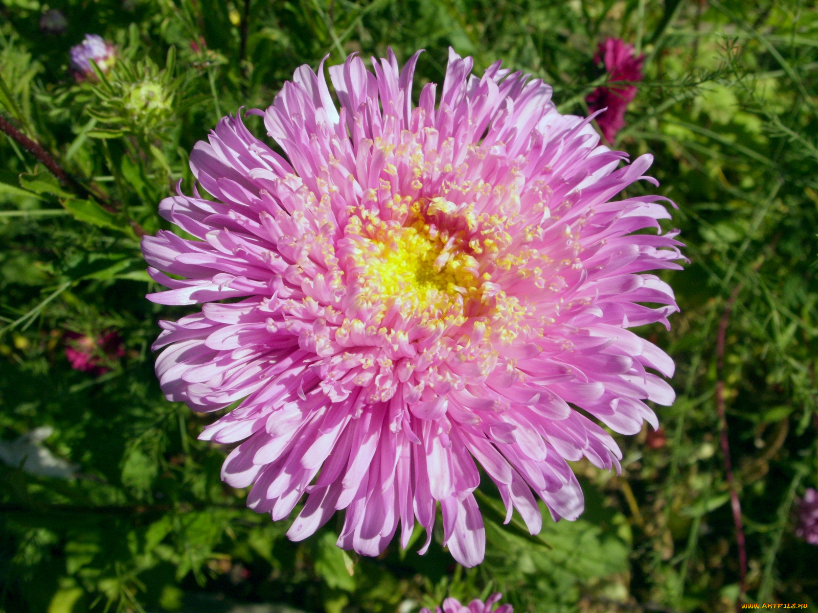 цветы, астры