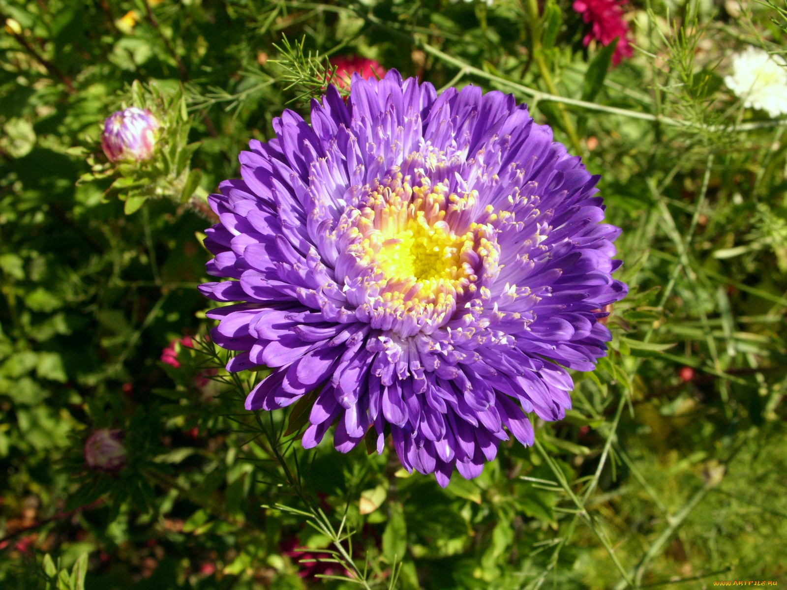 цветы, астры
