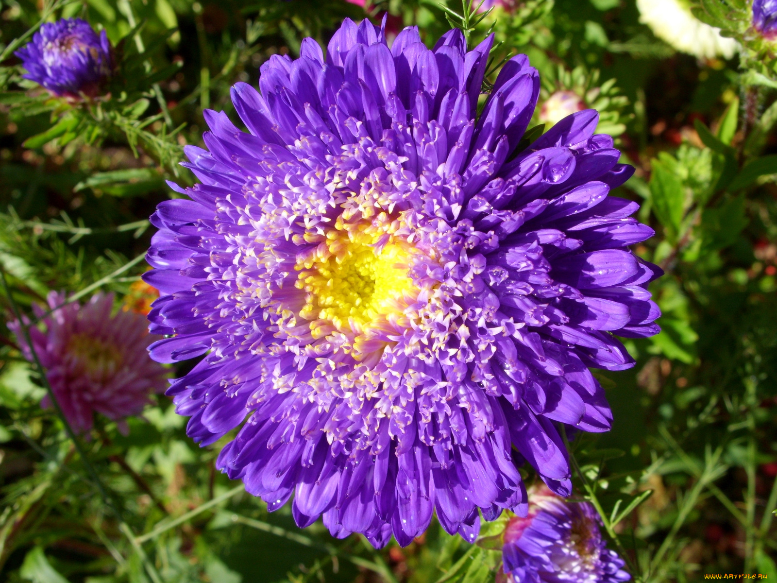 цветы, астры