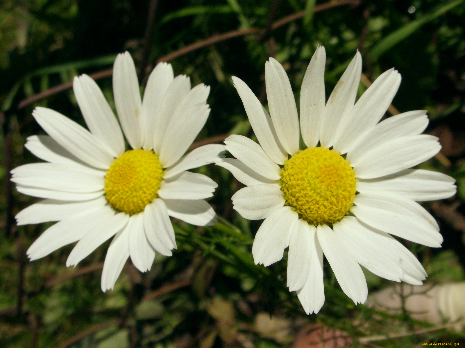 цветы, ромашки