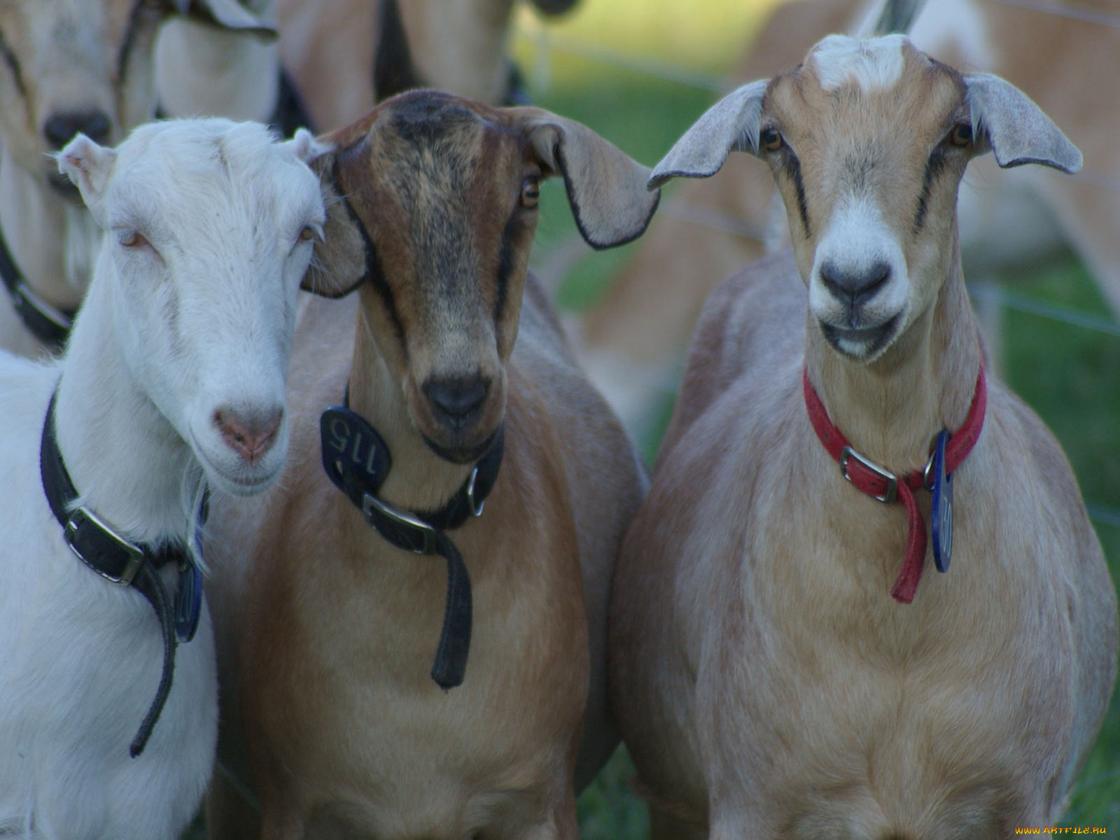 животные, козы