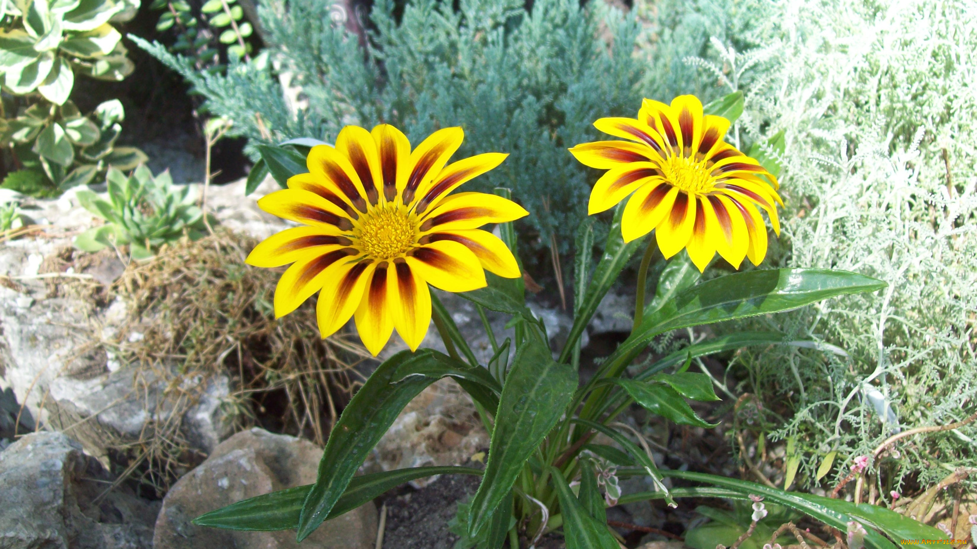 цветы, газания