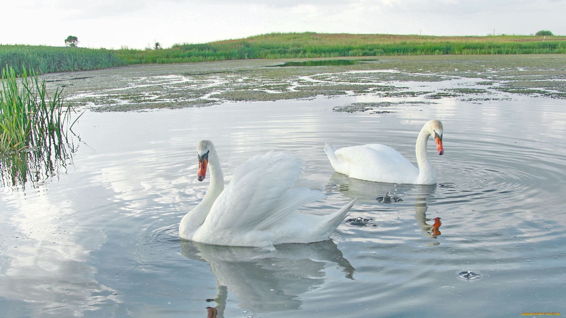 животные, лебеди
