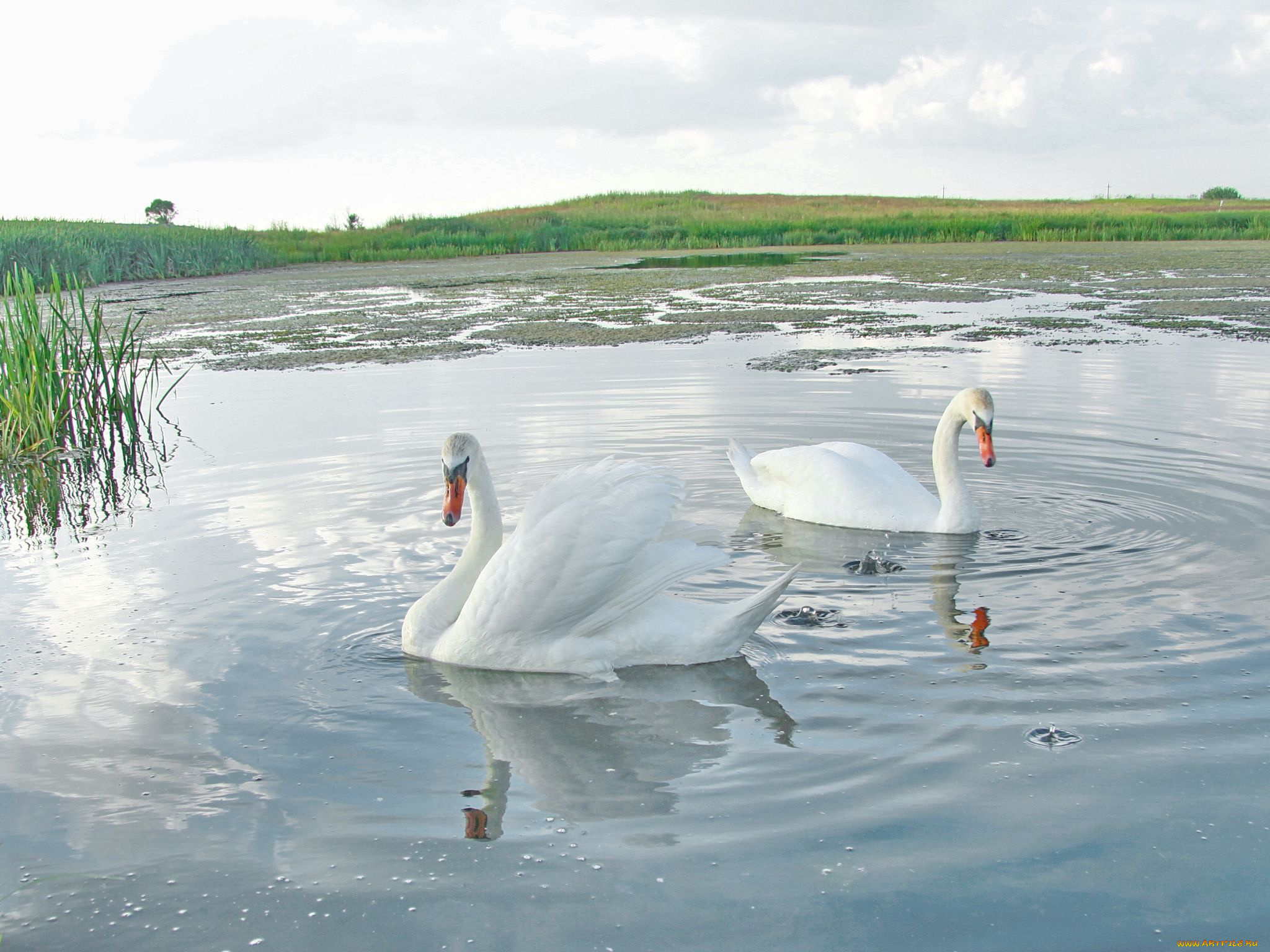 животные, лебеди