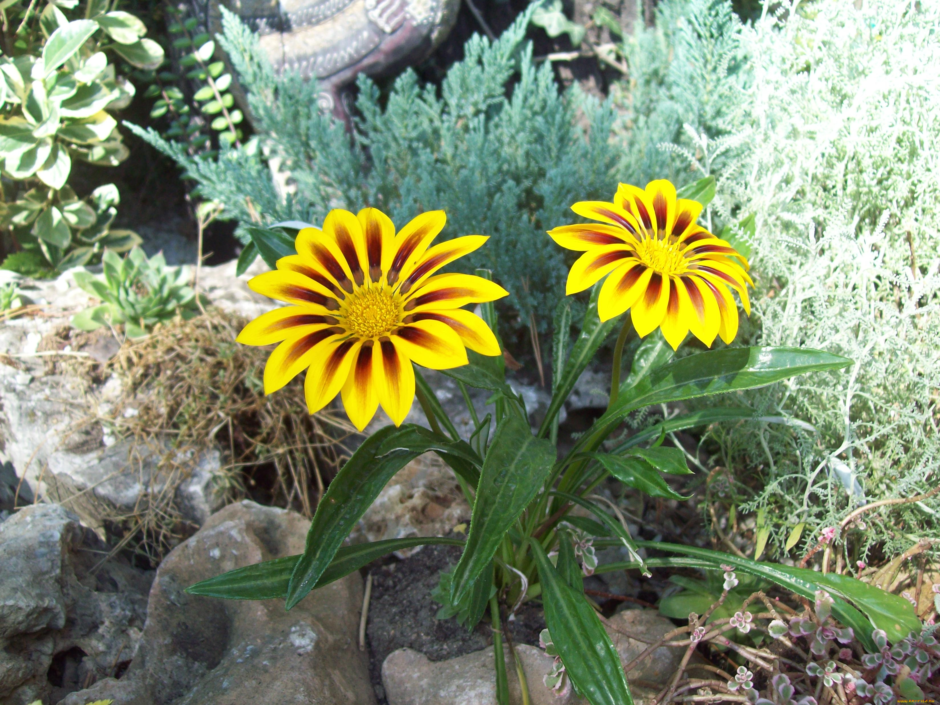 цветы, газания