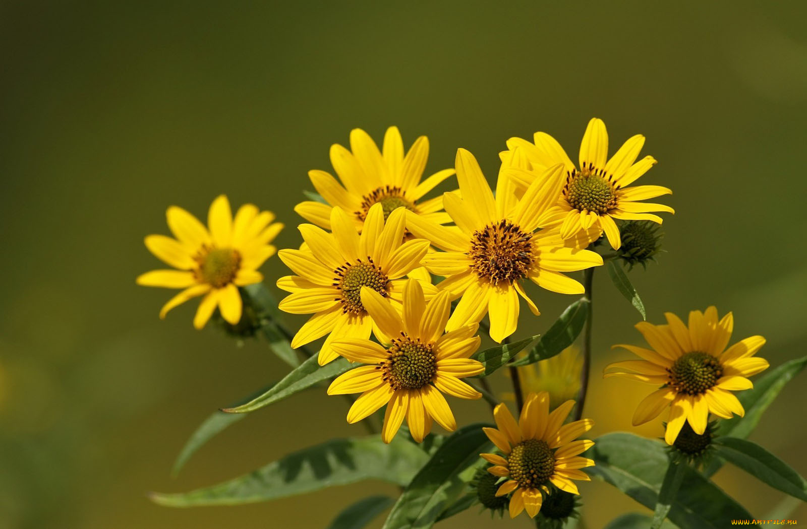 цветы, рудбекия, жёлтые, лепестки