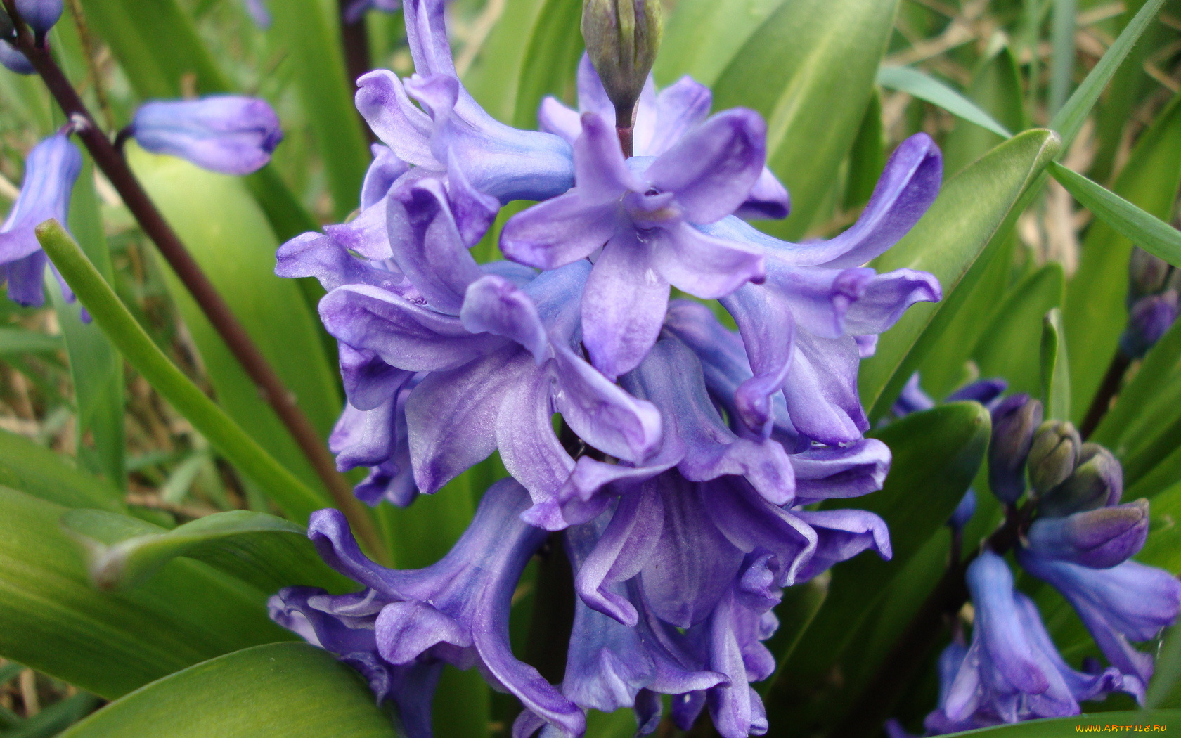 цветы, гиацинты, весна, лепестки