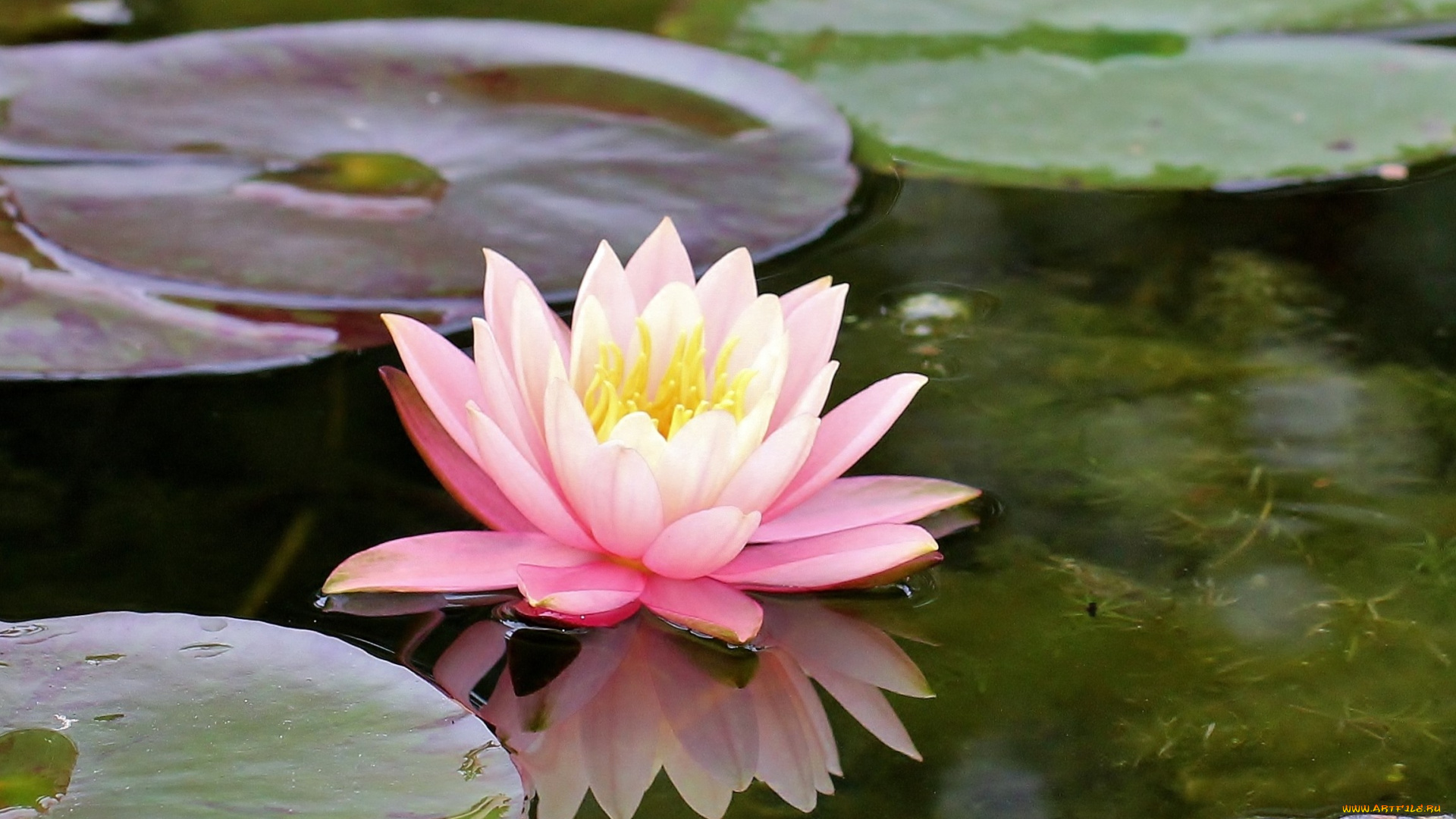 цветы, лилии, водяные, нимфеи, кувшинки, вода, листья, розовый