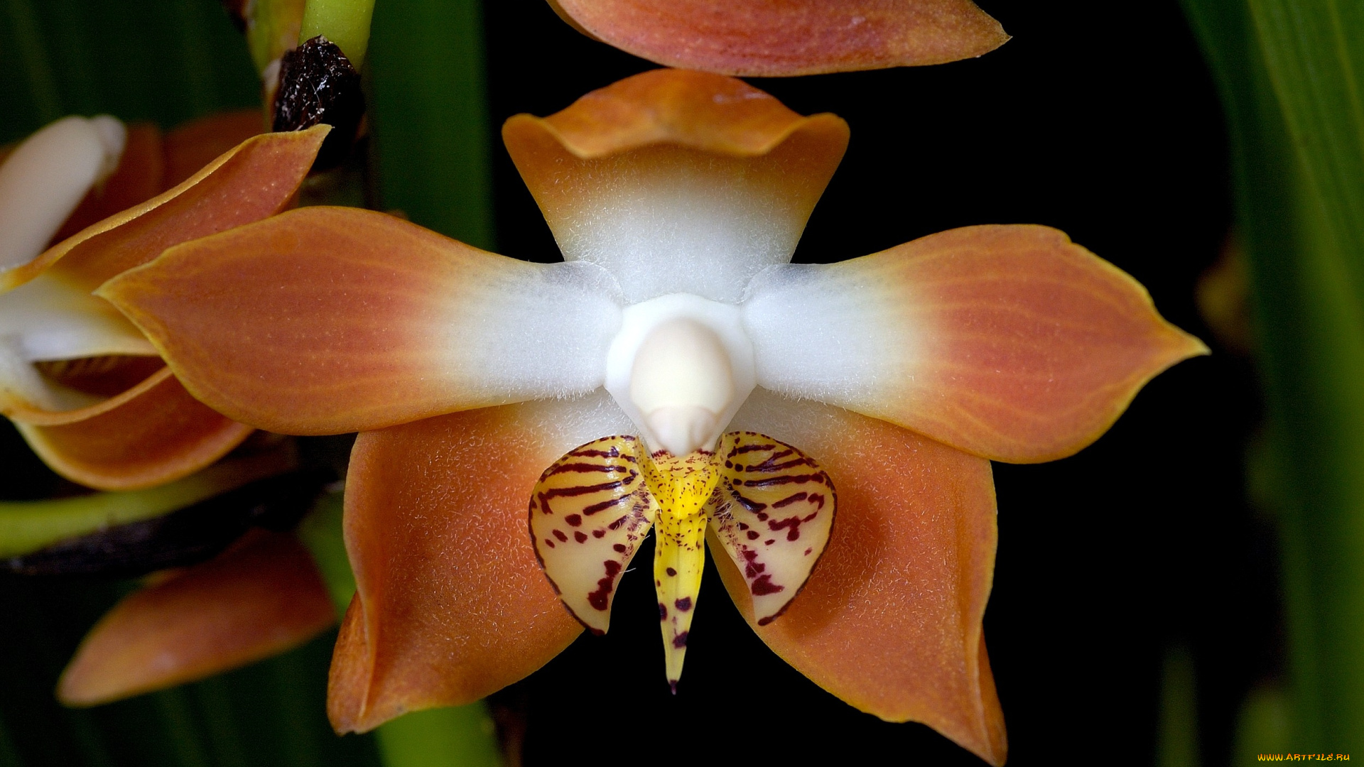 цветы, орхидеи, оранжевый