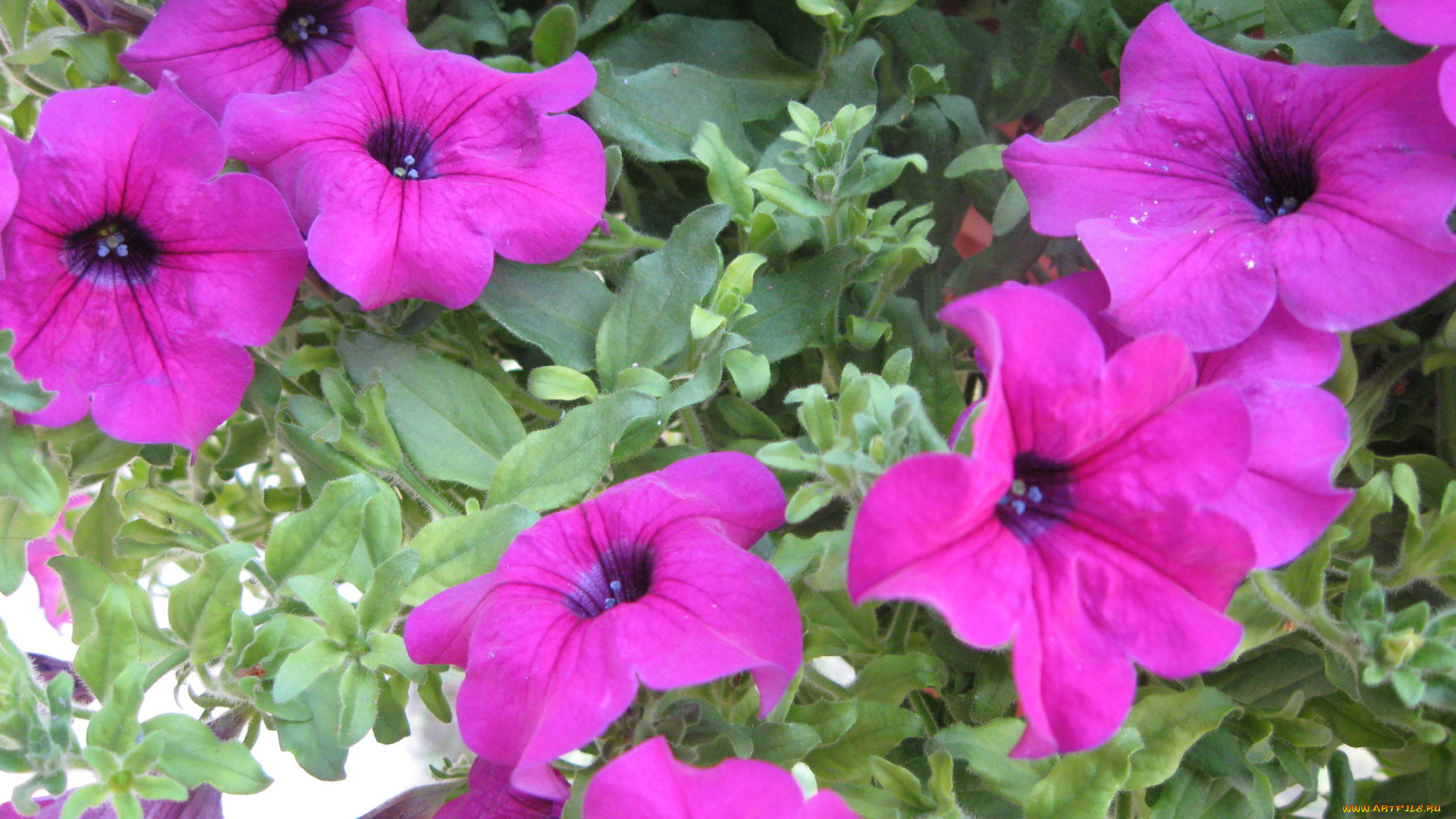 цветы, петунии, калибрахоа, сиреневый, зеленый