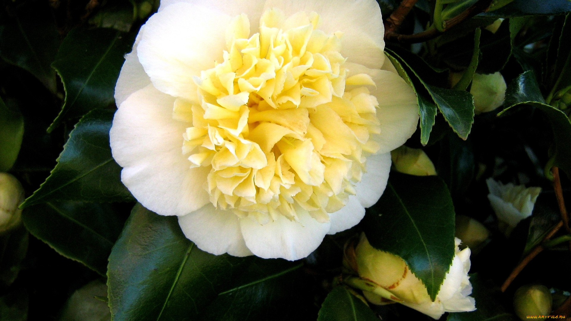 камелия, цветы, камелии, круглый, белый