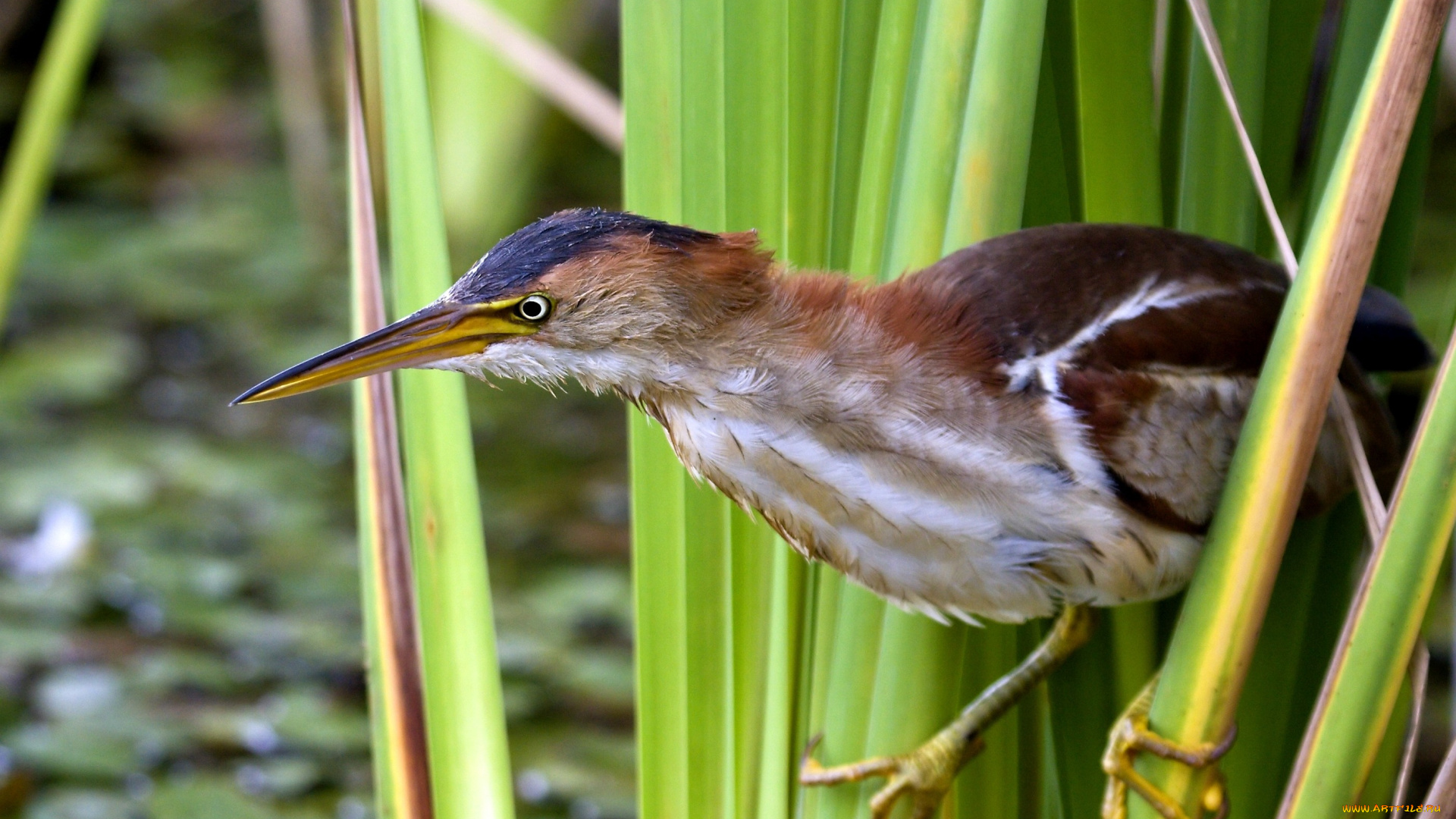 выпь, животные, птицы, клюв, болото