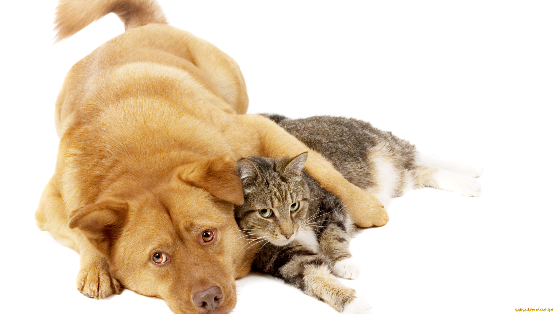 животные, разные, вместе, друзья